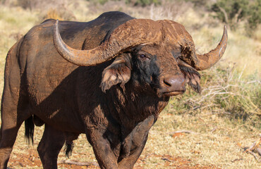 African buffalo Bull, South Africa