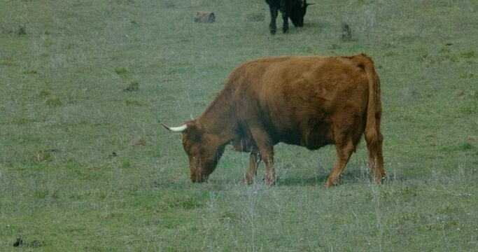 A herd of brown cows and a bull walk through a pasture