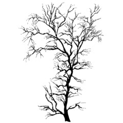  Trees without leaves in winter or autumn. Black silhouette on isolated white background, hand drawn drawing.