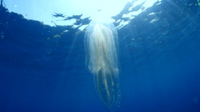 jellyfish  lights underwater  glowing Mnemiopsis leidyi blue ocean scenery