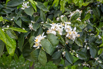 Fresh orange blossom on orange tree