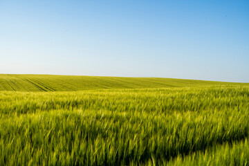 Obraz na płótnie Canvas The field of green ears of barley at spring time. Agricultural process. Green unripe cereals. The concept of agriculture, healthy eating, organic food.
