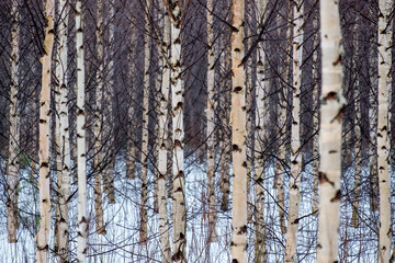 birchtrees in the winter