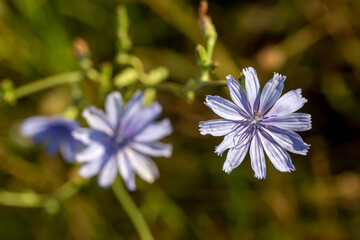 Wild plant, scientific name; Cichorium intybus