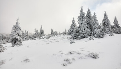 Naklejka premium Beautiful winter mountain landscape, Karkonosze National Park, Poland.