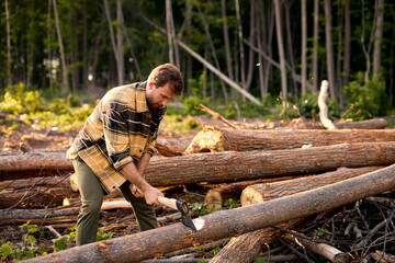 young bearded man in casual shirt chops wood with ax in forest. guy in work clothes chops tree into logs with an old cleaver in the middle of coniferous forest,at summer evening alone.