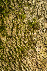 Mossy close up tree texture