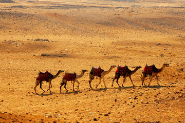 Five camels in the desert