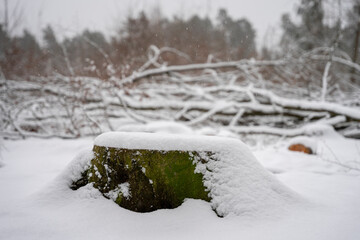 Las po wycince drzew, pień drzewa pokryty grubą warstwą śniegu, zima.