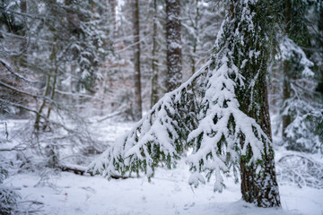 Las zimą, gałęzie sosny zwyczajnej pokryte grubą warstwą śniegu. 