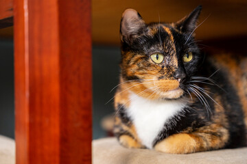 Portret kotki o kolorowym futrze, zbliżenie.