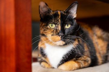 Portret kotki o kolorowym futrze, zbliżenie.