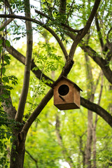 Bird's nest on the tree branch