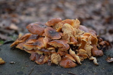 Pilzhaufen