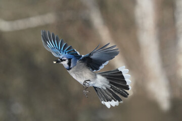 Blue Jays fighting over food at feeder (sunflower and shelled peanuts) on a cold winter sunny afternoon with woods in background