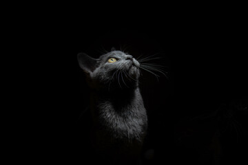 portrait of a beautiful russian blue cat on a black background