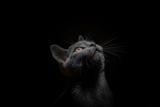 portrait of a beautiful russian blue cat on a black background