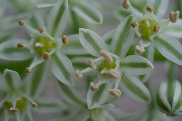 Makroaufnahmen in botanischen Garten