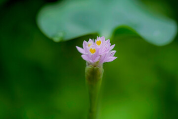 Makroaufnahmen in botanischen Garten