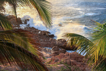 palm tree on the beach