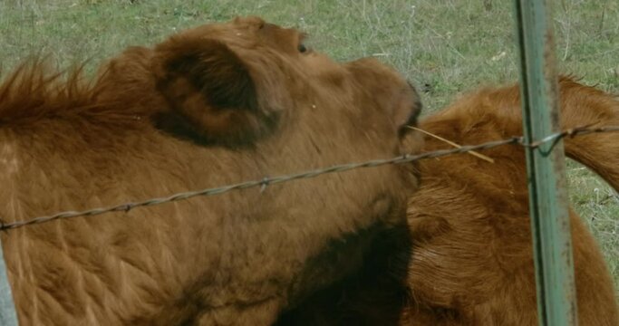 Funny brown cow licks it's own back in a green pasture near a barbed wire fence