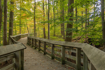 Obraz premium wooden walking path bridge in the forest 