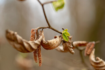 young and old leaves on a branch