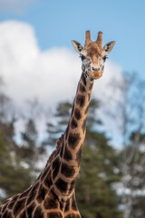 portrait of giraffe