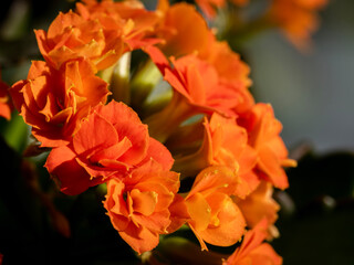 red and yellow flower