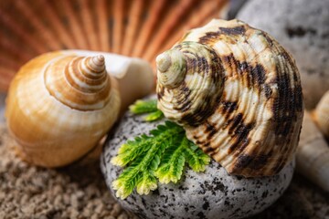 Conchiglie - Molluschi