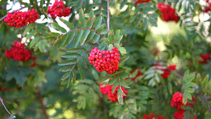 Ripe red-orange rowan berries close-up growing on the branches of a rowan tree. the branches of a rowan. close up