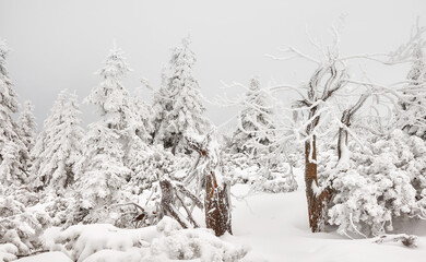 Beautiful winter mountain landscape with snow covered trees.