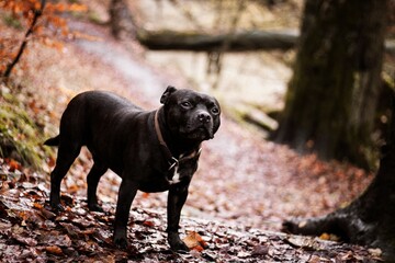 staffordshire bull terrier