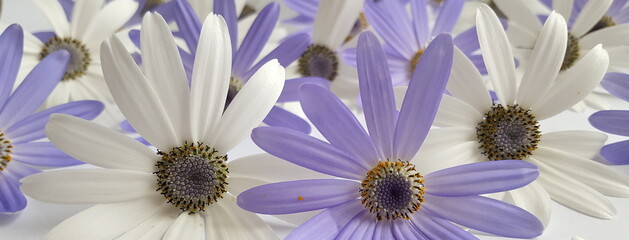 lila und weiße Blüten liegen hintereinander auf weißem Untergrund