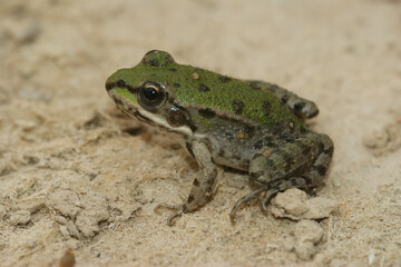 Closeup on a small mediterranean European pool frog, Pelophylax lessonae