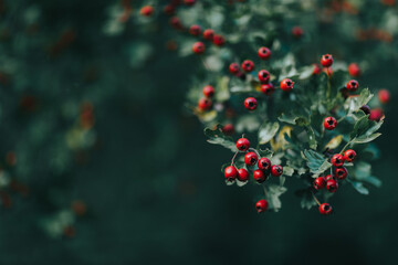 red berries on a tree