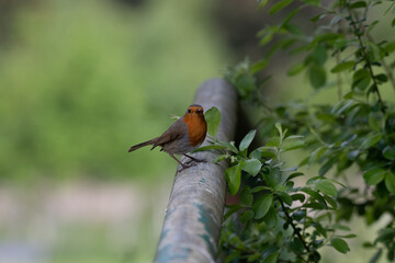 Rouge gorge posé sur balustrade dans la nature 