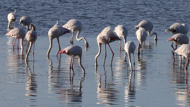 Flamingo comum
