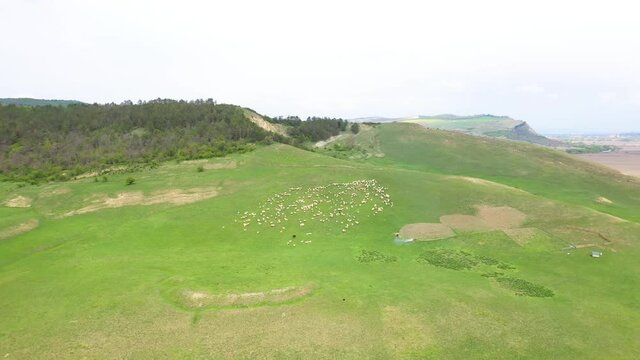 Sheeps grazing in green meadow.
