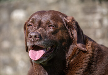 Fototapeta premium Brown labrador enjoying the sun and squinting eyes