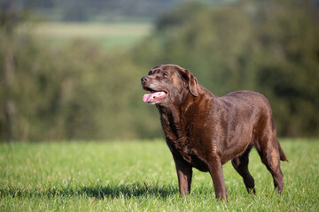 Brown Labrador on the grass looking sideways with open mouth