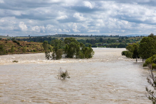 Vaal River in South Africa in flood.  Trees on an island in the river are deep in the water. 