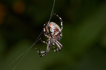 closeup spider on a web, tropical nature animal, can be used to represent an arthropod or an arachnid