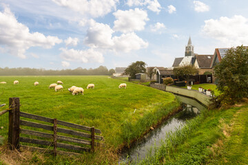 Sheep graze peacefully near the village of Oudeschild on the Dutch island of Texel. - obrazy, fototapety, plakaty
