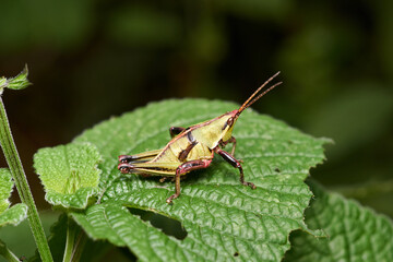 grasshopper on a leaf close up photography, can be used to represent insect infestation, ecology or edible insects