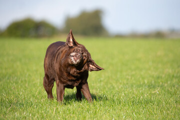 Funny brown Labrador shaking head on the grass