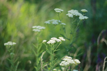 Flowers © Viktoriia