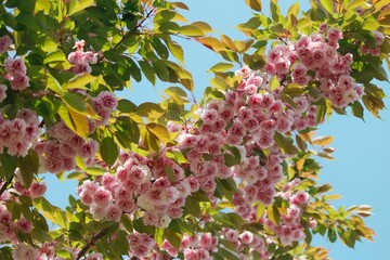 Pink flowers / Różowe kwiaty © Viktoriia