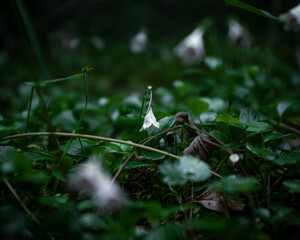 Small flower admits the green forest flour. 