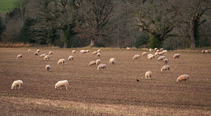 Welsh sheep grazing